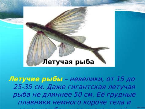 Презентация 1 класс " Кто такие рыбы?"
