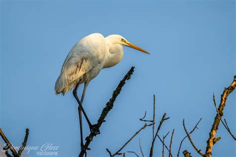 Grande aigrette Great egret Ardea Alba Un grand merci à Flickr