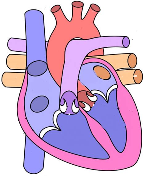 Heart Chambers Valves Diagram Quizlet