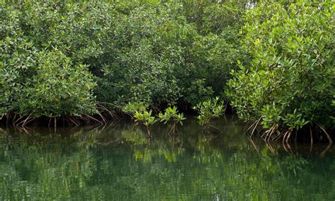 Mangroves mean life for coastal communities throughout the tropics ...