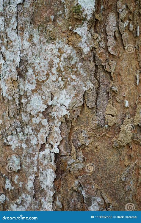 Tree Trunk Detail Texture As Natural Background Bark Tree Texture