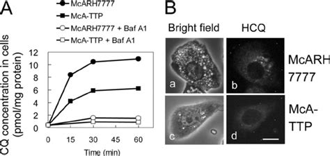 Accumulation Of 3 H CQ And HCQ In McARH7777 Cells And McA TTP Cells