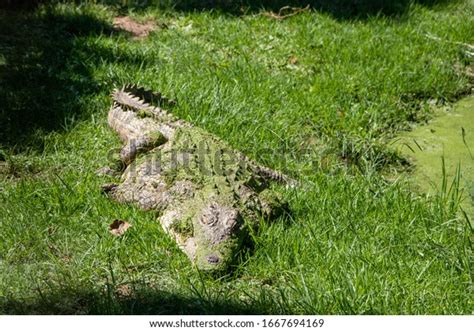 Nile Crocodile Eating Over 692 Royalty Free Licensable Stock Photos