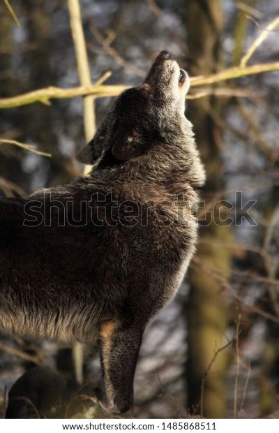 North American Wolf Canis Lupus Staying Stock Photo