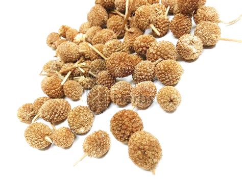 Buy Xetomos Gorakhmundi Gorakh Mundi Sphaeranthus Indicus Gm Other