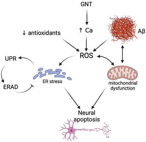 The Role Of Endoplasmic Reticulum Stress And Its Regulation In The