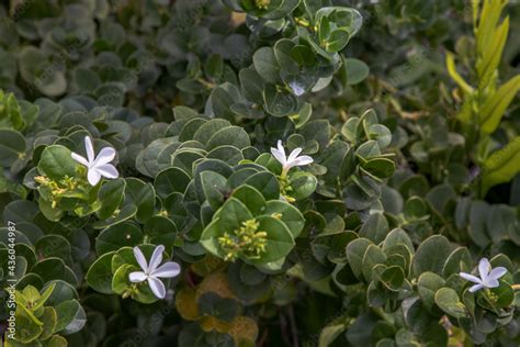 Carissa Macrocarpa White Flowers And Green Leaves Background Natal