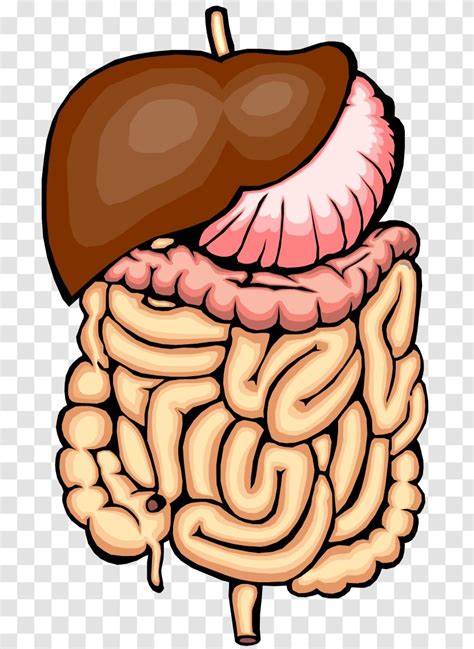 Gastrointestinal Tract Small Intestine Large Clip Art Silhouette