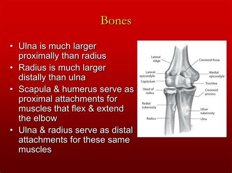 PPT Chapter 6 The Elbow And Radioulnar Joints PowerPoint Presentation