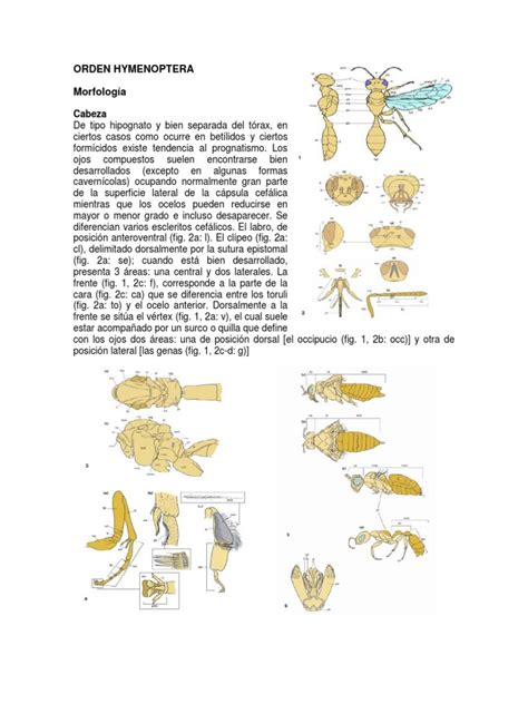 Orden Hymenoptera Pdf Insectos Hexapoda