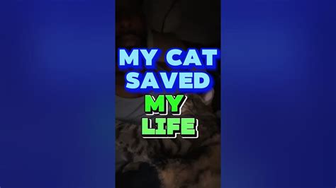 My Cat Saved My Life Cats Healed Emotionalsupportcat Youtube