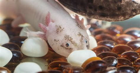 The Fascinating Life Cycle Of An Axolotl With Pictures Axolotl Expert