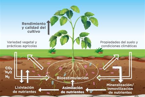 Vista De Utilización De Microorganismos Para Una Agricultura Sostenible En México