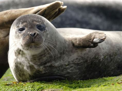 Quelle est la différence entre un phoque gris et un veau marin en