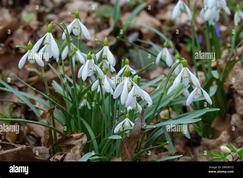 Flowers Snowdrops In Garden Sunlight First Beautiful Snowdrops In