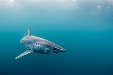 Not all shark research happens on the water. - SOSF Shark Research Center