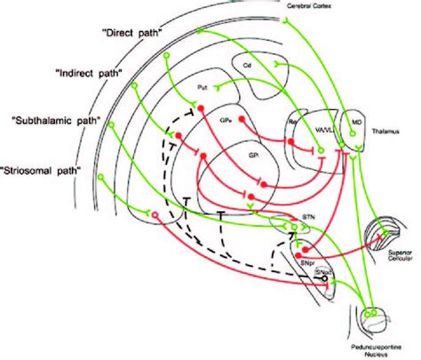 Parallel Loops Among The Basal Ganglia Thalamus And Cortex