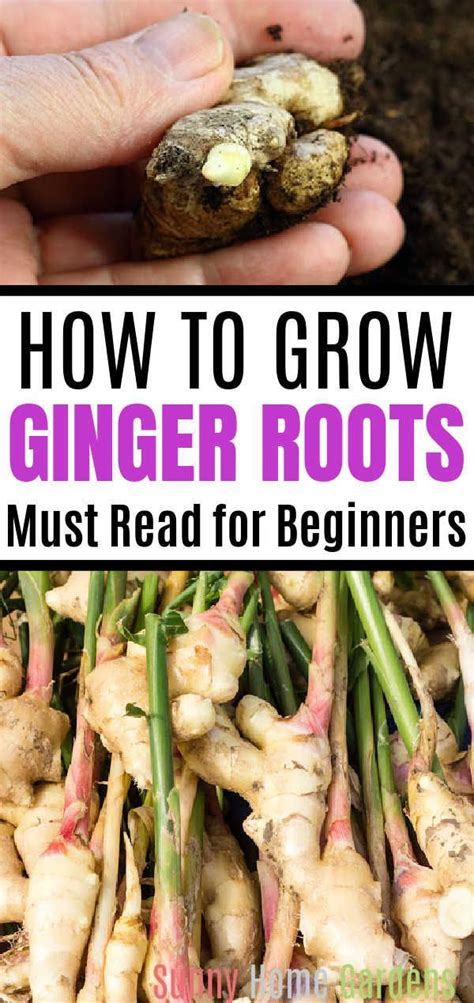 How To Grow Ginger From A Store Bought Ginger Root Artofit