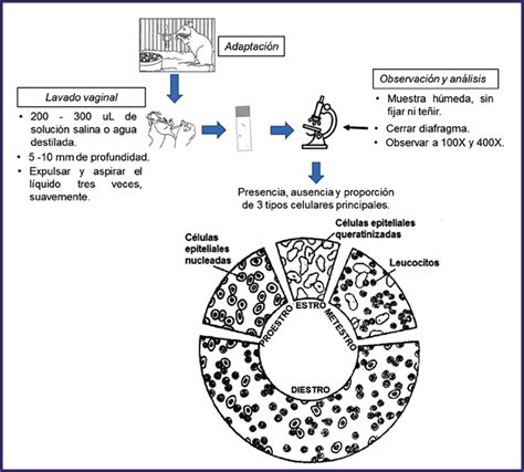 Protocolo Para La Citolog A Vaginal Directa De Ratas De Laboratorio