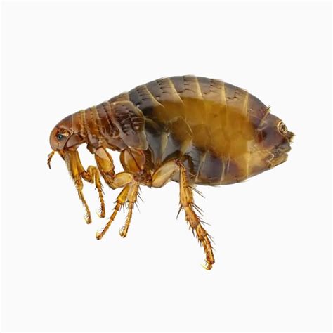 Flea Pest Control Toronto Pestend Pest Control Toronto