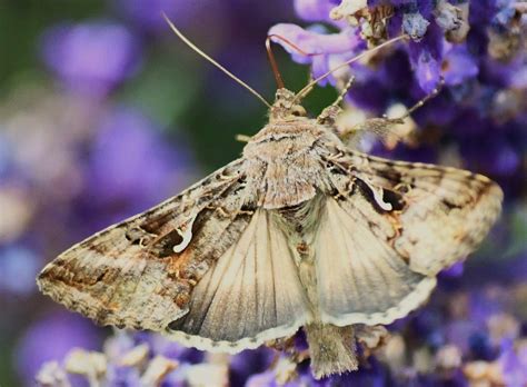 Gammafly Autographa Gamma Mats G H Larsson