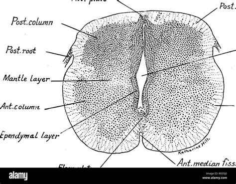 A Laboratory Manual And Text Book Of Embryology Embryology The