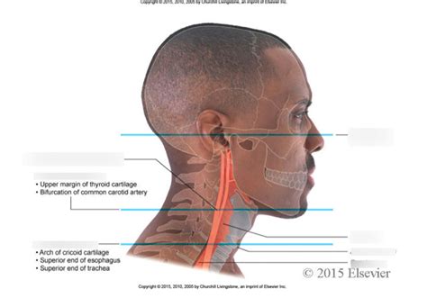 Surface Anatomy Of Head And Neck Diagram Quizlet Nbkomputer