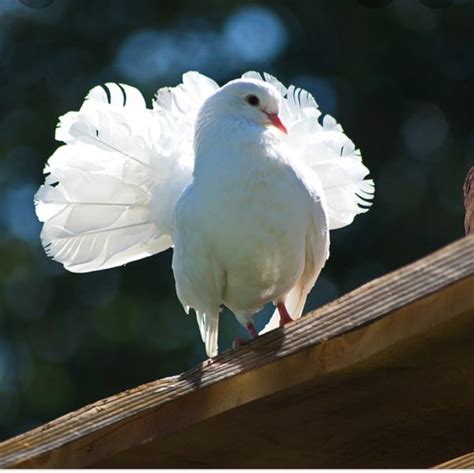 What Is The Symbolic Meaning Of A Dove And Cross Tattoo Quora