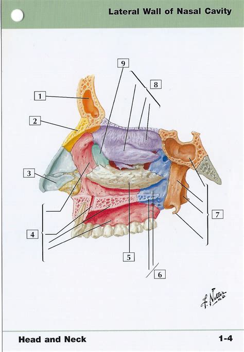 Lateral Wall Of Nasal Cavity Bones | ubicaciondepersonas.cdmx.gob.mx