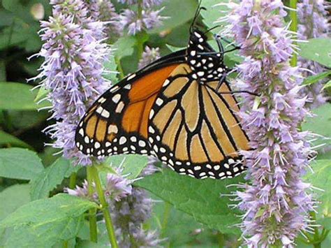 Purple Anise Hyssop Licorice Mint Blue Giant Agastache Etsy