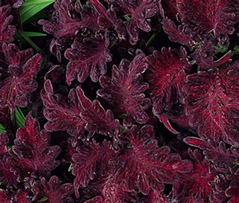 Coleus Wizard Mix Solenostemon Scutellarioides Seeds