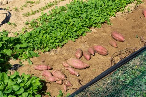 Fresh Red Sweet Potato Tubers Have Been Digged Out of the Soil in the ...