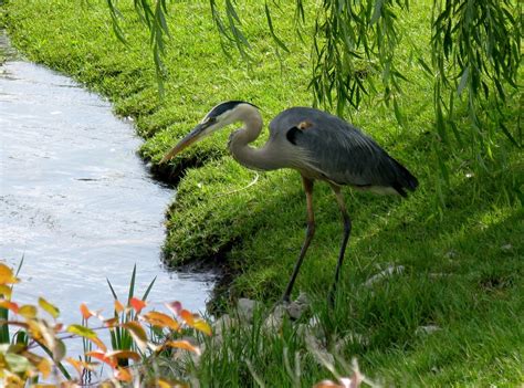 Feathers Fur and Flowers: Blue Heron