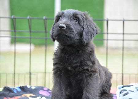 Briard Puppies | Australian Briards