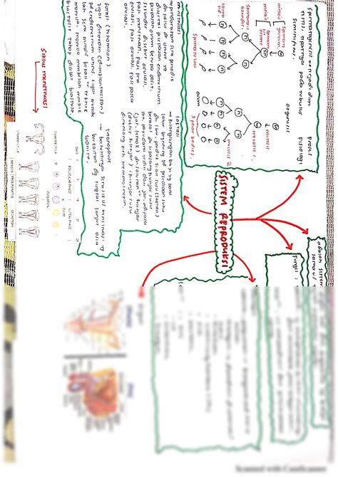 Solution Mind Map S Reproduksi Studypool