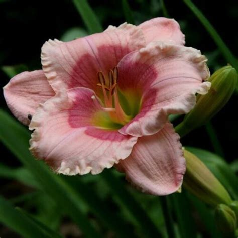 Janice Brown Daylily Lovely Pink Rebloomer Oakes Daylilies