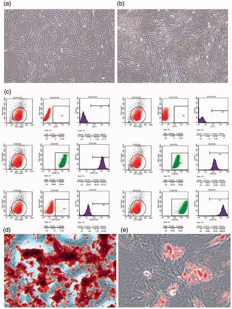 Isolation And Identification Of Adscs A B The Adscs Exhibited