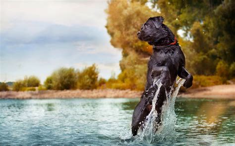 40 Honden Achtergronden En Fotos