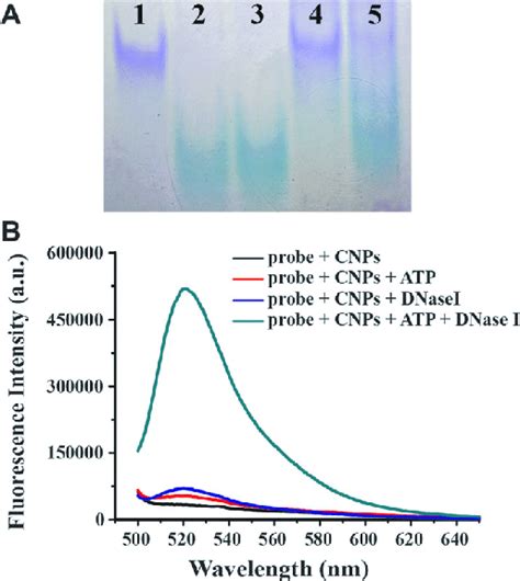 A Native Page Analysis Of The Atp Aptamer With Cnps And Dnase I Lane Download Scientific