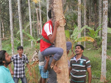 Coconut Tree Climbing Classes were conducted ~ National Service Scheme ...