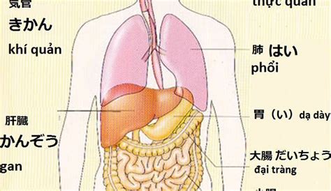 Tên Tiếng Nhật Các Cơ Quan Nội Tạng Ten Cac Co Quan Noi Tang Trong Co