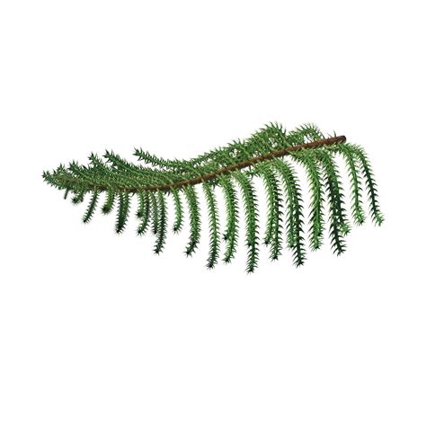 Araucaria Heterophylla 3D model | CGTrader