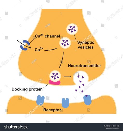 Scientific Designing Synapse Structure Synaptic Transmission Stock