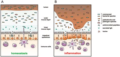 Ijms Free Full Text Modulating Composition And Metabolic Activity