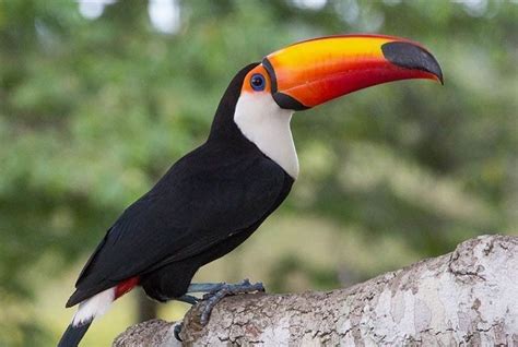 Tipos De Tucano Caracter Sticas Habitat Amea As Alimenta O E