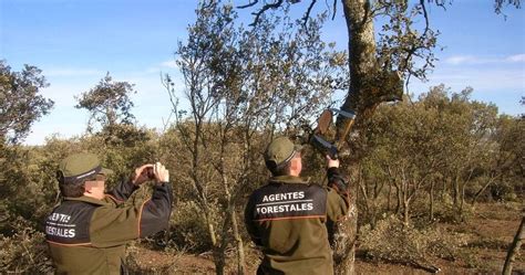 Educación Forestal Labores de los Agentes Forestales