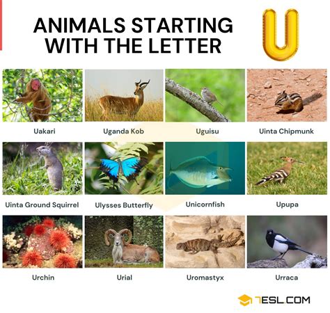 Nome De Animal Com U