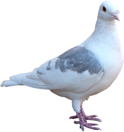 Download Elegant White Pigeon Profile