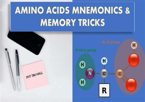 Amino Acids Mnemonic Essential And Non Essential