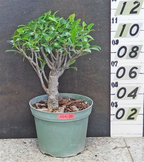 Tiger Bark Ficus Pre Bonsai Frs